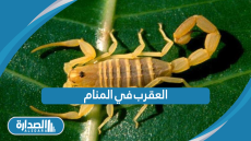 العقرب في المنام
