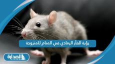 رؤية الفأر الرمادي في المنام للمتزوجة